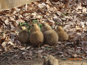 2015年1月6日　高坂・お (7)